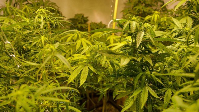 Tribunal autoriza família a plantar maconha para fins medicinais