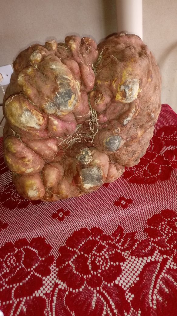 Morador encontra batata doce gigante de 25,5 kg