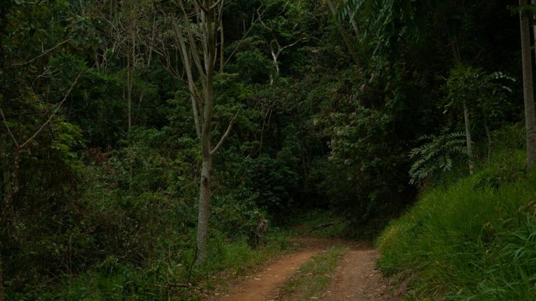 Festival Gabiroba em Vargem Alta: programação, data e ingresso grátis